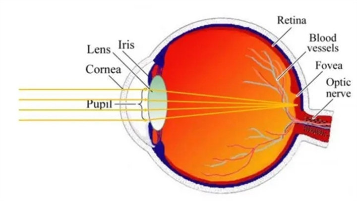 视网膜光线呈现原理