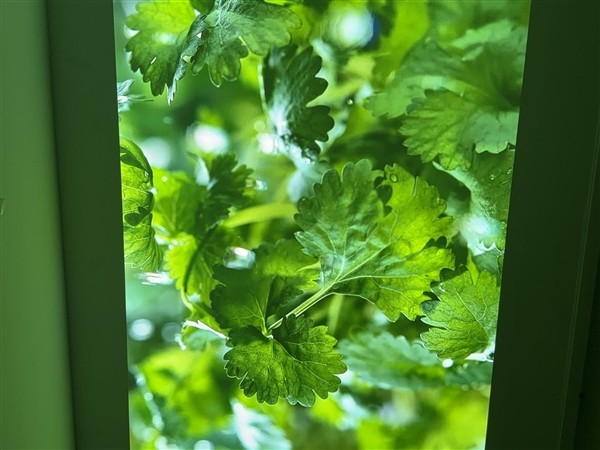 坚果N5值得买吗?双十一当贝X7 Max成5000-7000元投影全能首选 坚果N5值得买吗?双十一当贝X7 Max成5000-7000元投影全能首选