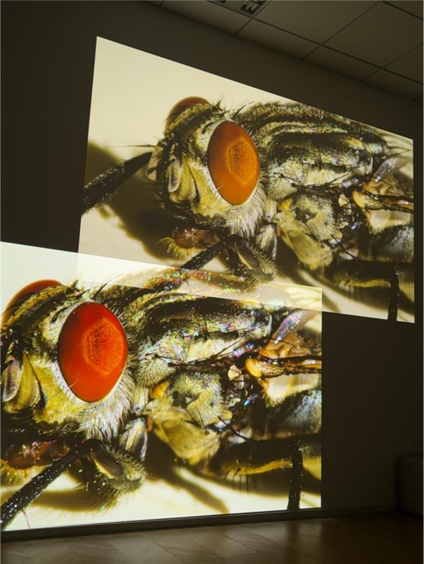 2025双十一客厅投影仪怎么选?坚果N5与当贝X7 Max实测对比