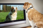 全球十国开通DOG TV 狗狗也能看电视啦