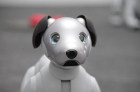 索尼aibo机器狗亮相2018CES 售价高达1.14万元