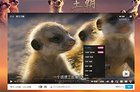 B站上线首部4K HDR画质大片，为BBC纪录片王朝狐獴