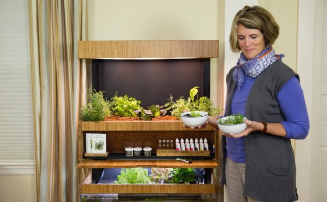 智能菜园子启动 在家就能享受绿色食材 